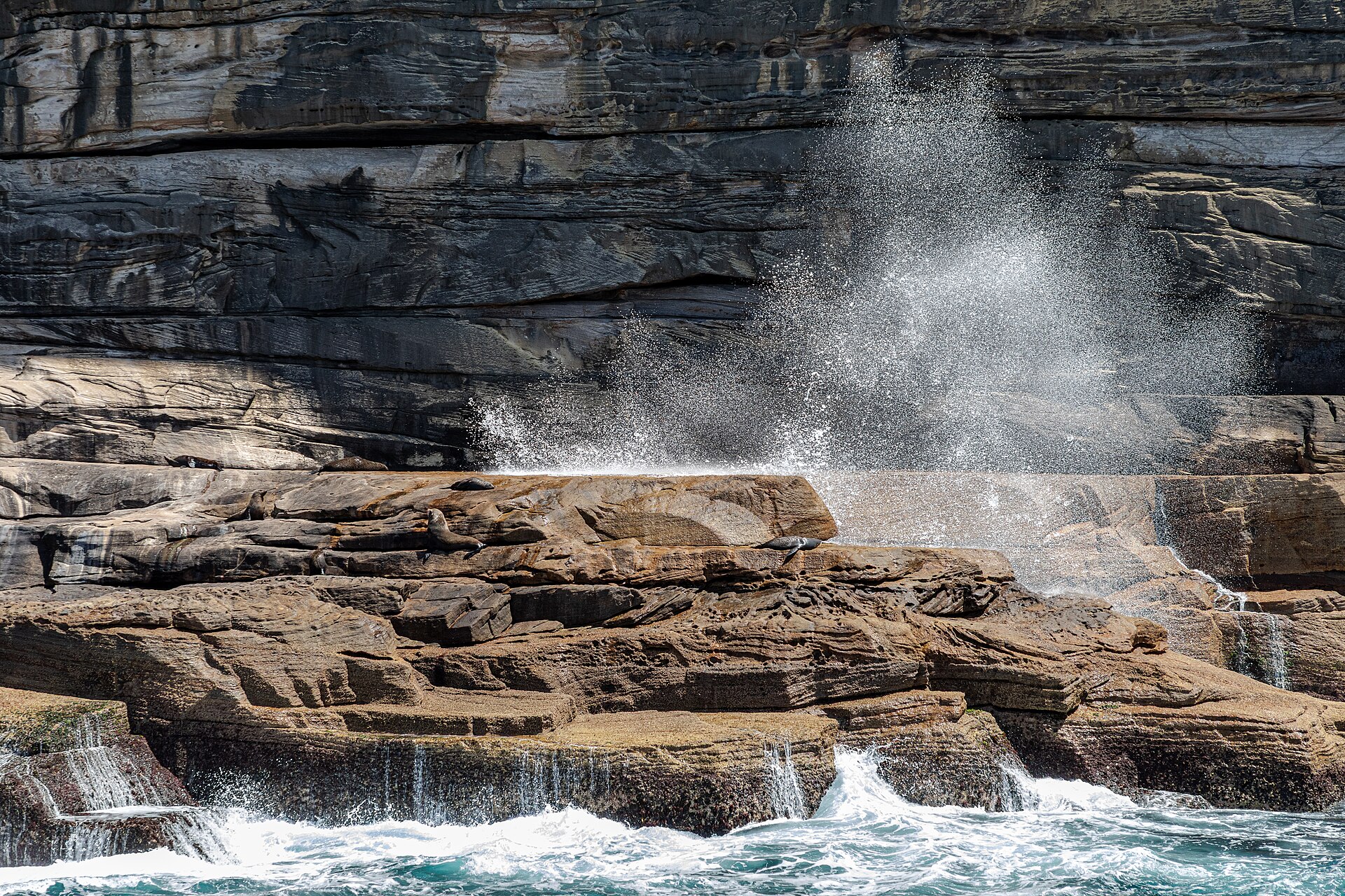9 Unforgettable Wildlife Experiences on the Eyre Peninsula