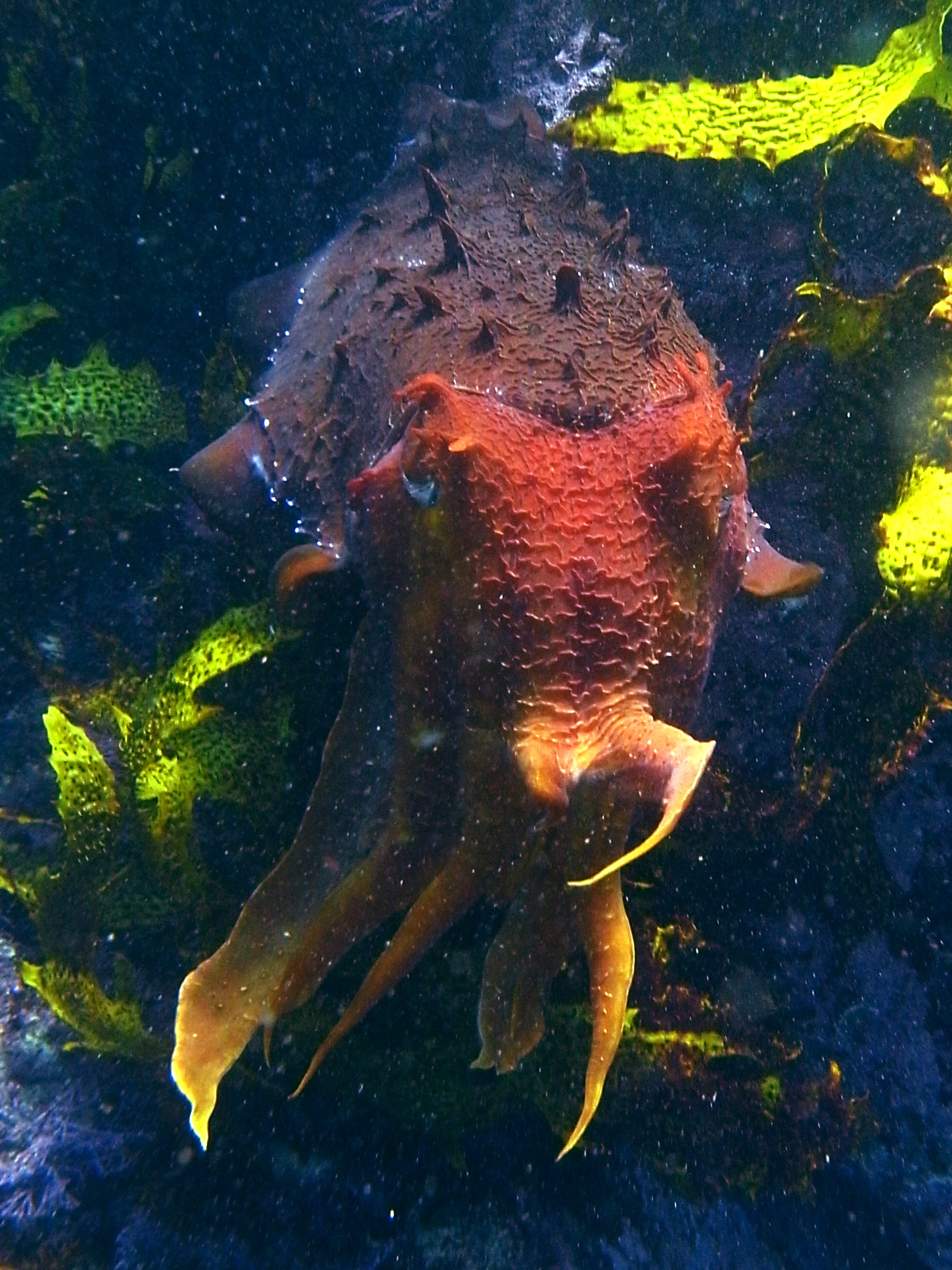 Whyalla Cuttlefish at Point Lowly