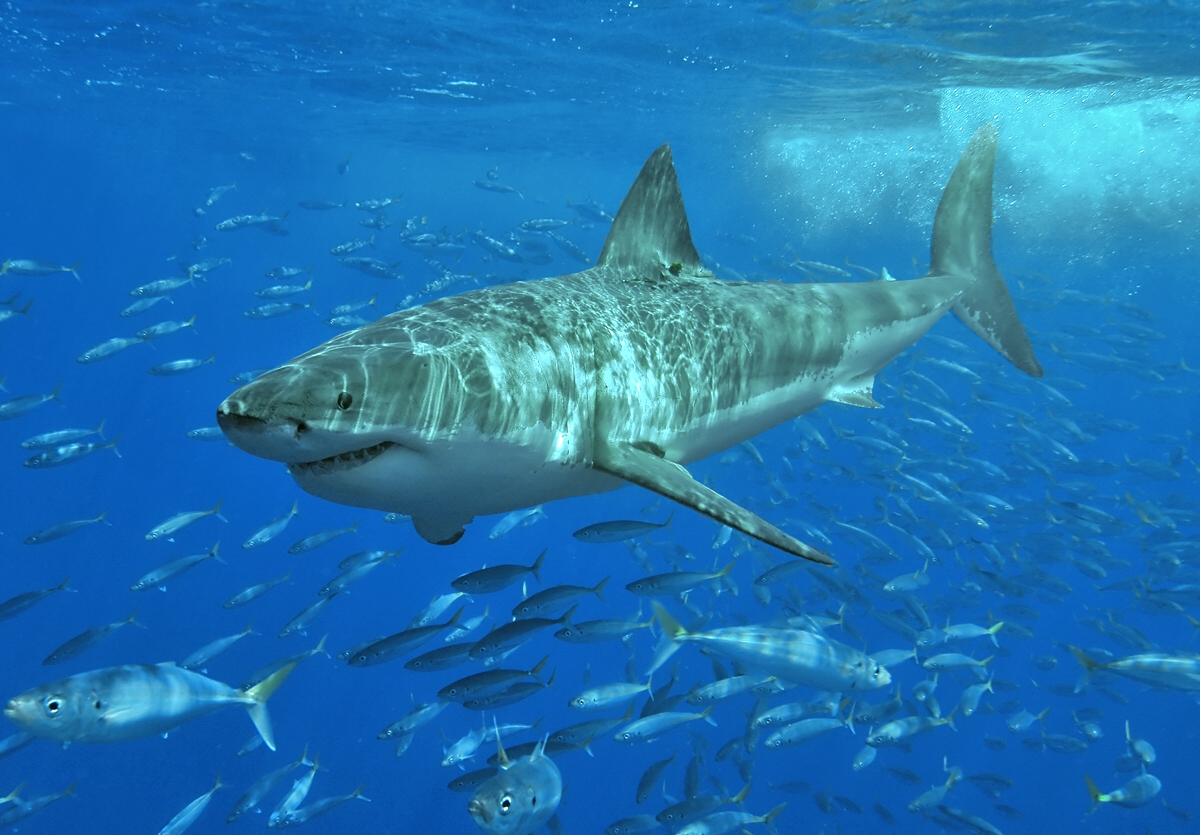 Cage Diving With Great Whites at Port Lincoln