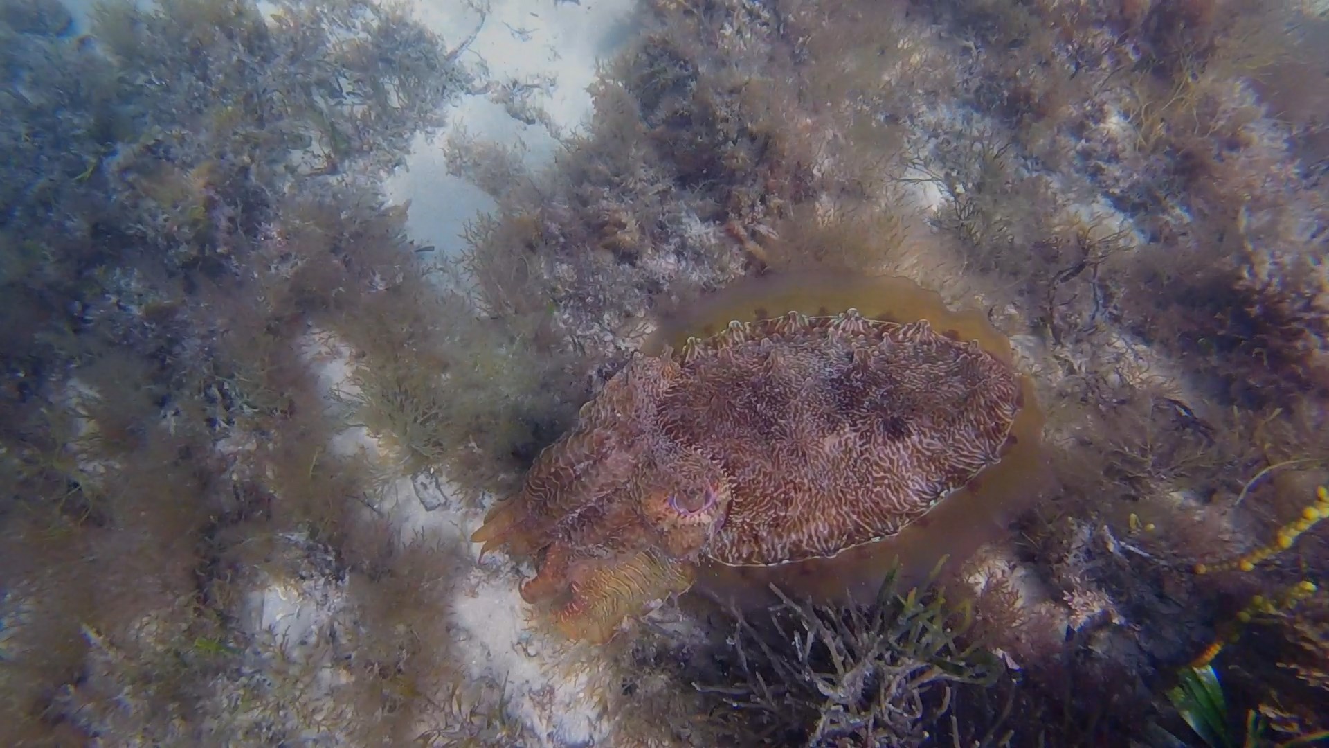 The Giant Cuttlefish of Whyalla
