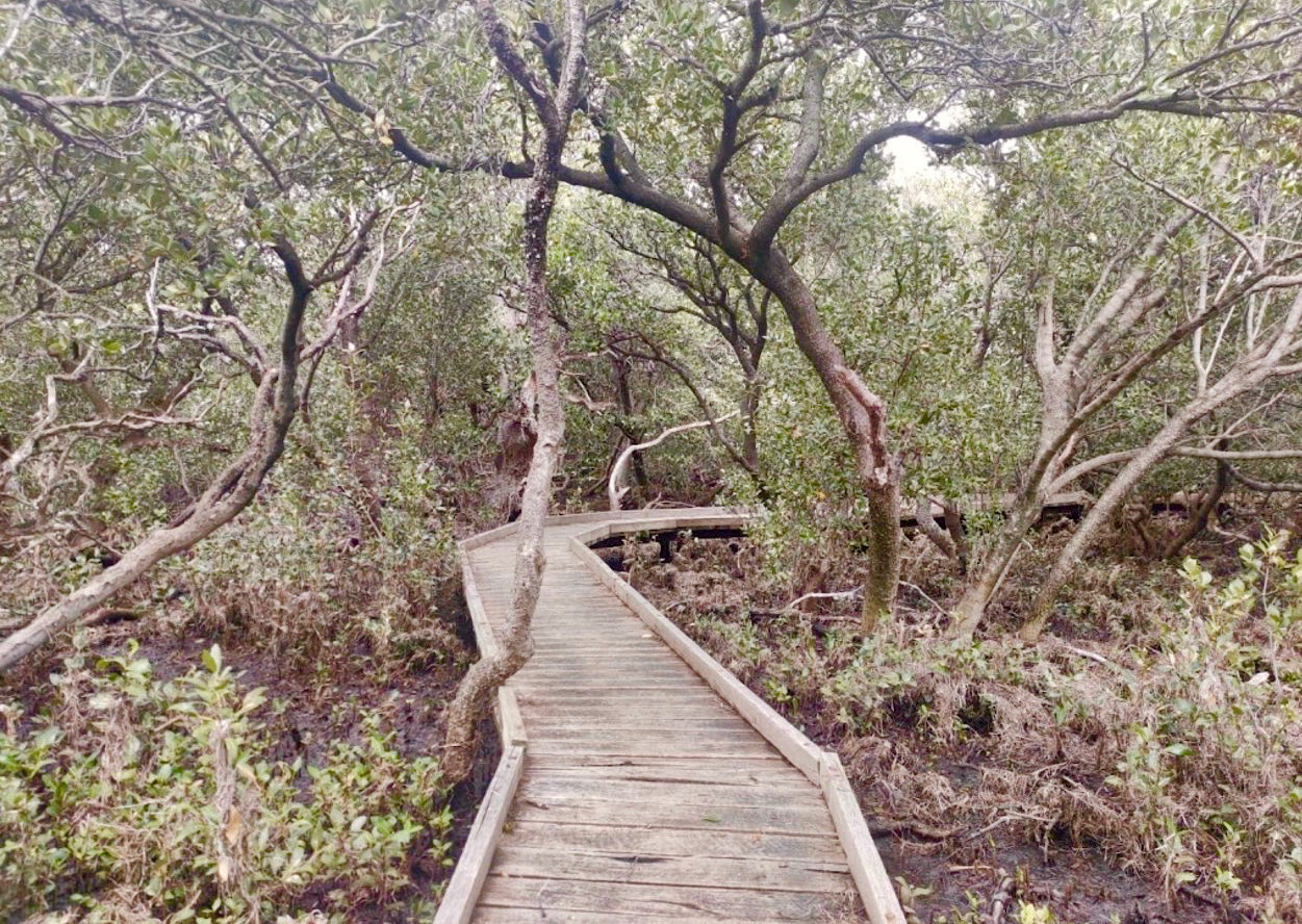 Whyalla's Hidden Mangroves
